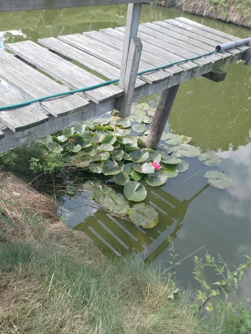 Sprzedam działkę budowlaną ze stawem