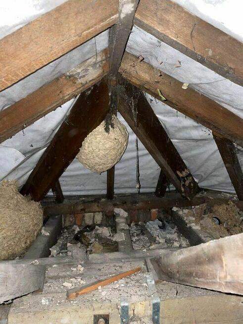 Usuwanie gniazd os i szerszeni