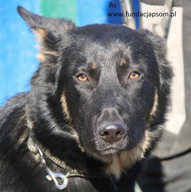 As szuka właściciela