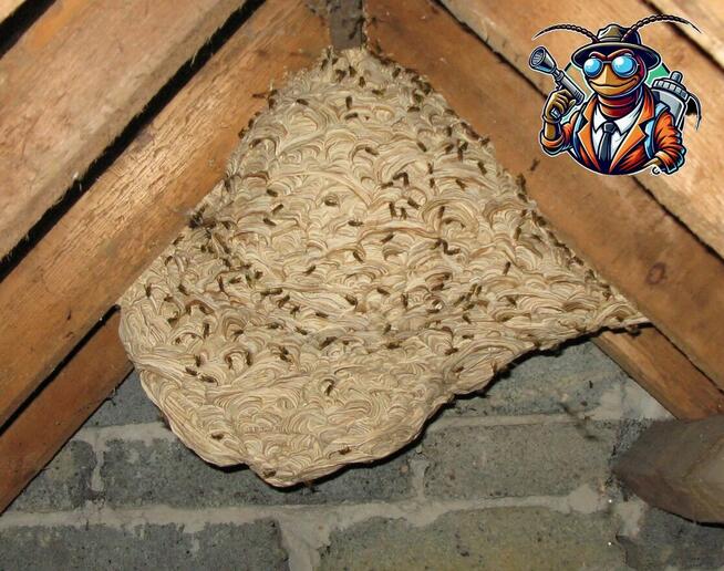 Usuwanie gniazd os i szerszeni