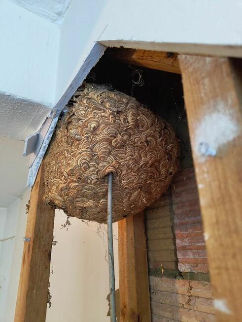 Usuwanie gniazd os i szerszeni