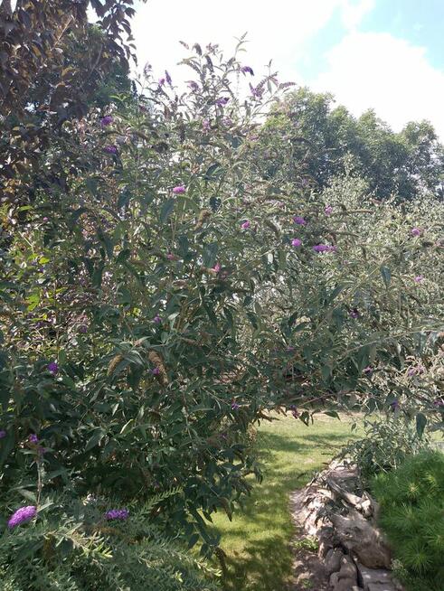 Sprzedam działkę budowlaną ze stawem