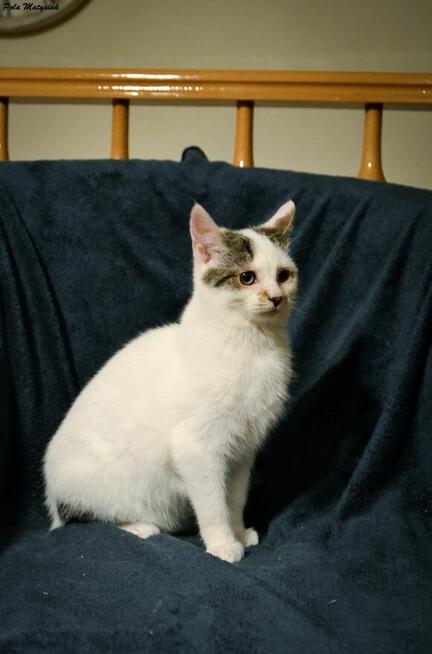 Czesiu, 8-miesięczny kotek