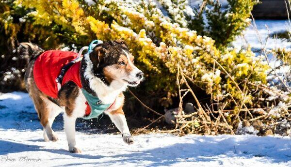 Mały, grzeczny Falko szuka dobrego Opiekuna