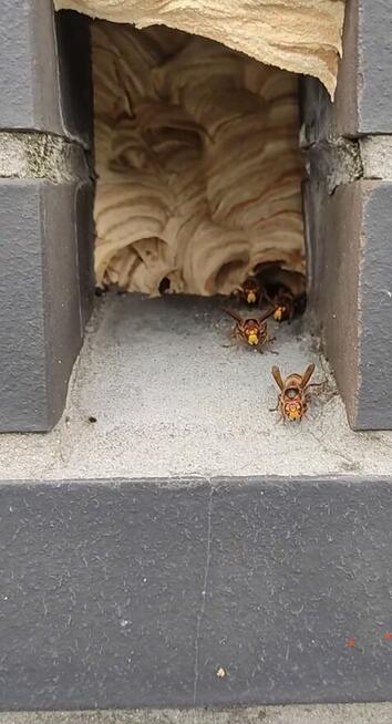 Usuwanie gniazd os i szerszeni