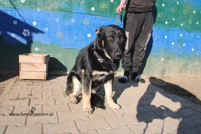 As szuka właściciela