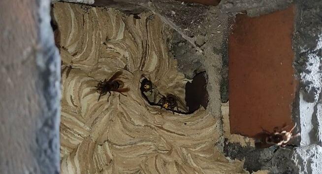 Usuwanie gniazd os i szerszeni