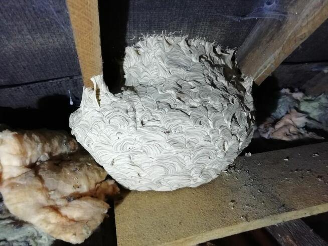 Usuwanie gniazd os i szerszeni