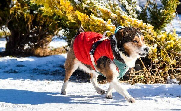Mały, grzeczny Falko szuka dobrego Opiekuna