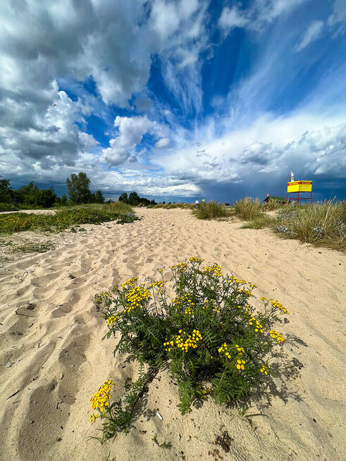 Apartamenty i pokoje na wynajem nad morzem. Owocowe Wzgórze