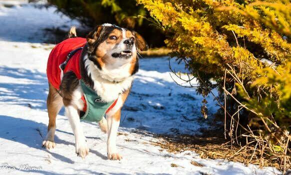 Mały, grzeczny Falko szuka dobrego Opiekuna