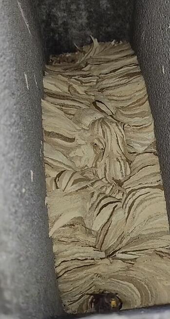 Usuwanie gniazd os i szerszeni