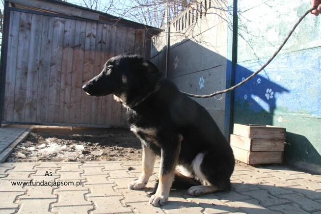 As szuka właściciela