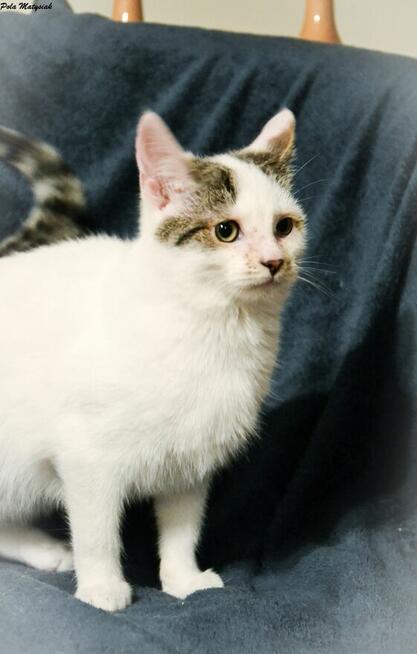 Czesiu, 8-miesięczny kotek