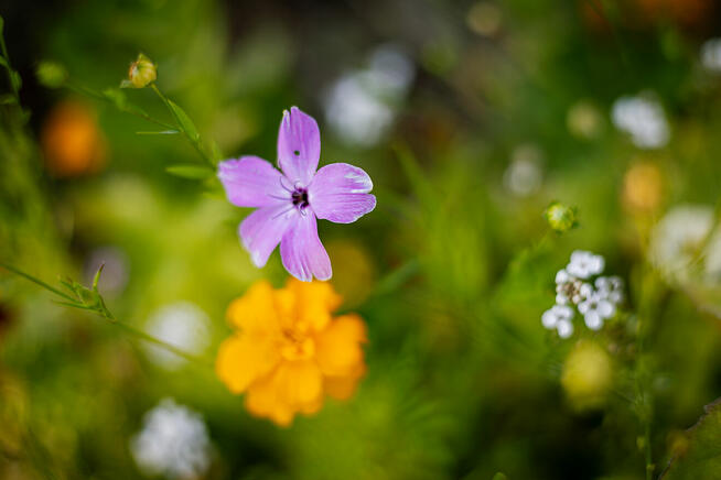 Apartamenty i pokoje na wynajem nad morzem. Owocowe Wzgórze