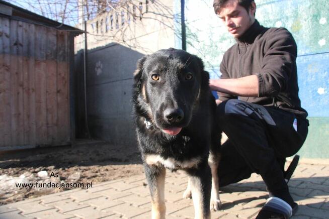 As szuka właściciela