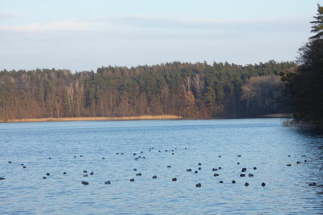 Sprzedam działkę rekreacyjną Żmijewko gmina Zbiczno