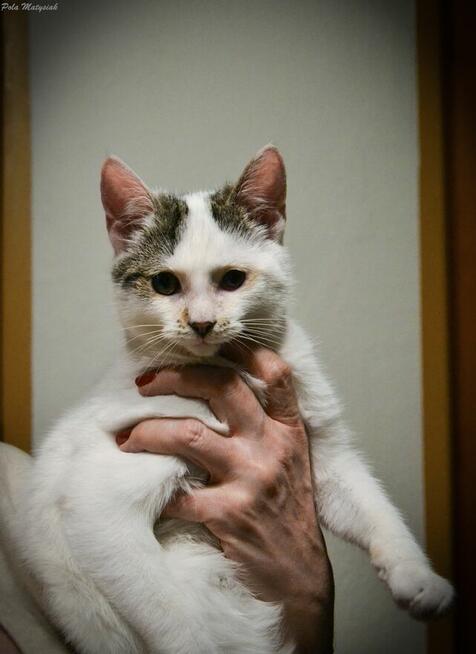 Czesiu, 8-miesięczny kotek