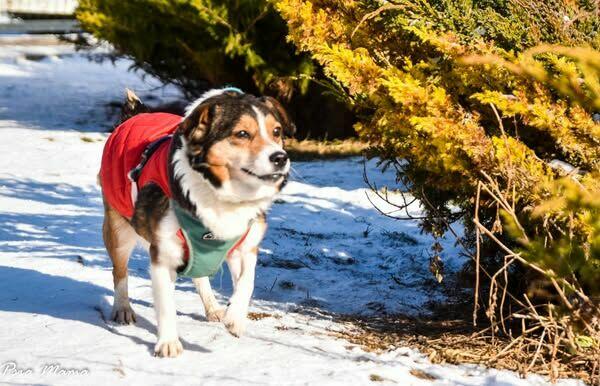 Mały, grzeczny Falko szuka dobrego Opiekuna