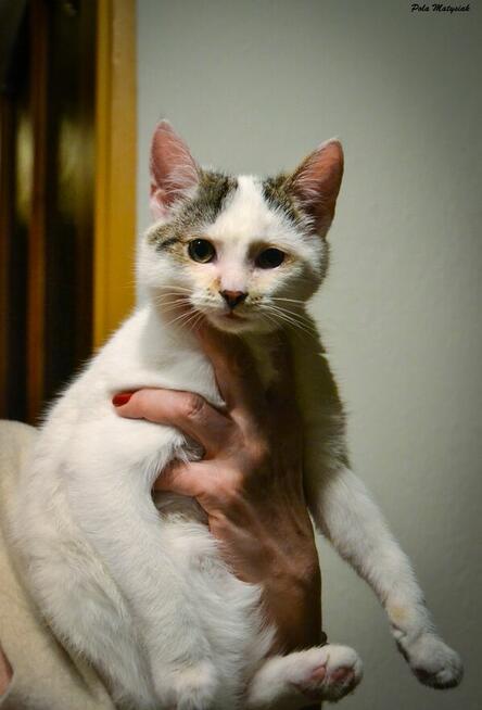 Czesiu, 8-miesięczny kotek