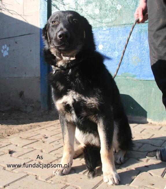 As szuka właściciela