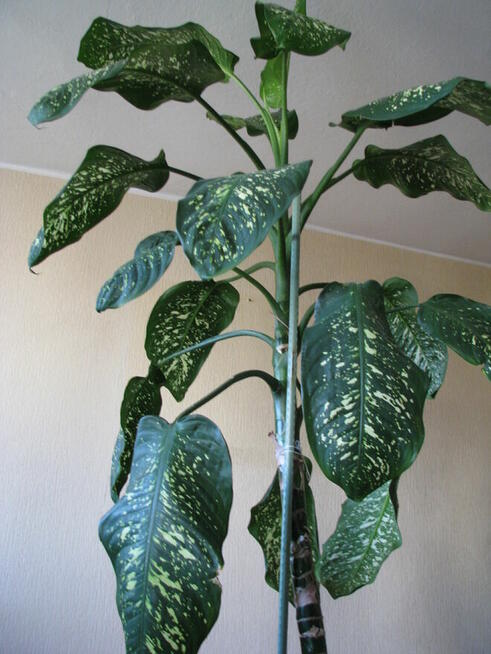 Difenbachia – piękny, duży, dekoracyjny kwiat doniczkowy