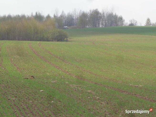 Sprzedam dużą działkę rolną w okolicach Lwówka Śląskiego