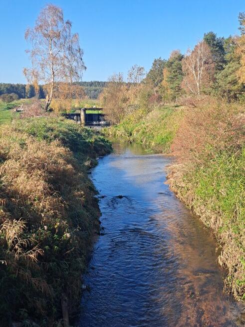 Działka na sprzedaż z domkiem blisko lasu i rzeki Nidy