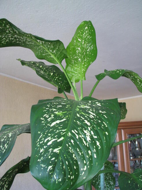Difenbachia – piękny, duży, dekoracyjny kwiat doniczkowy