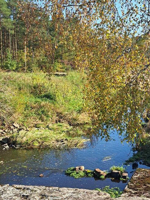 Działka na sprzedaż z domkiem blisko lasu i rzeki Nidy