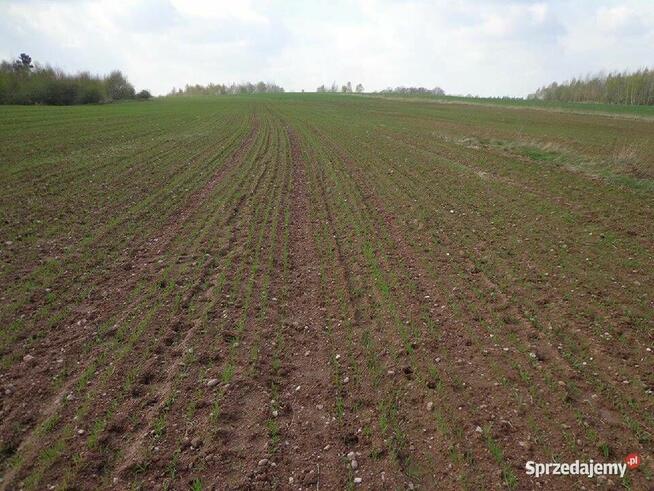 Sprzedam dużą działkę rolną w okolicach Lwówka Śląskiego