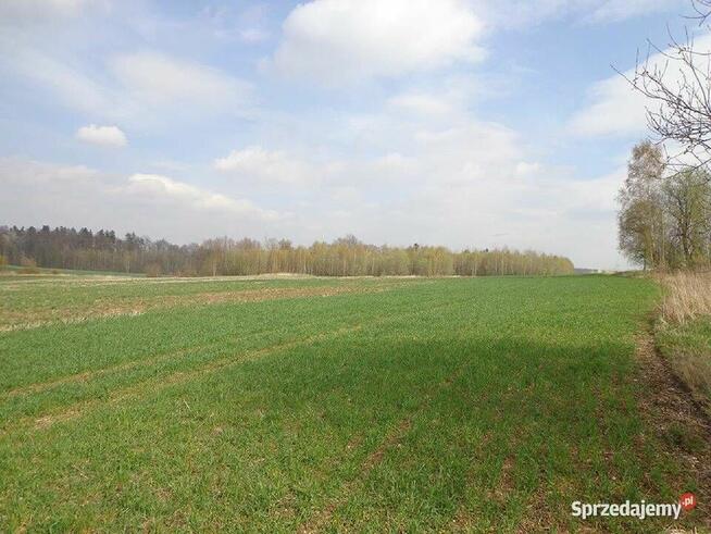 Sprzedam dużą działkę rolną w okolicach Lwówka Śląskiego