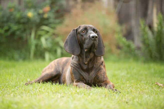 Posokowiec hanowerski zapowiedź miotu