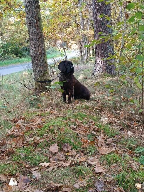 Posokowiec hanowerski zapowiedź miotu