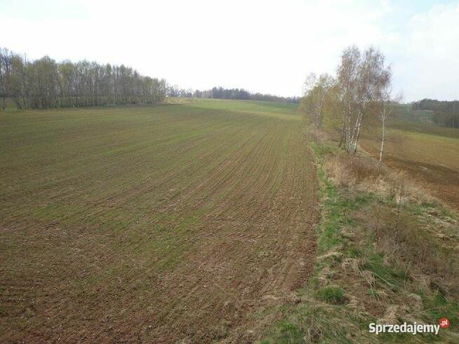 Sprzedam dużą działkę rolną w okolicach Lwówka Śląskiego