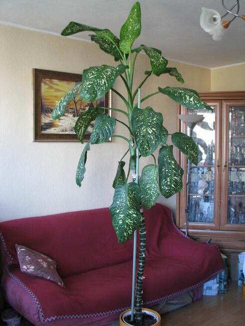 Difenbachia – piękny, duży, dekoracyjny kwiat doniczkowy