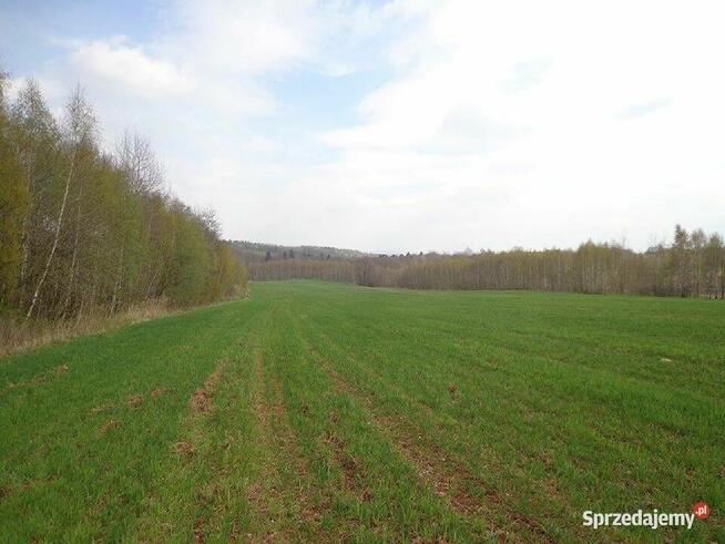 Sprzedam dużą działkę rolną w okolicach Lwówka Śląskiego