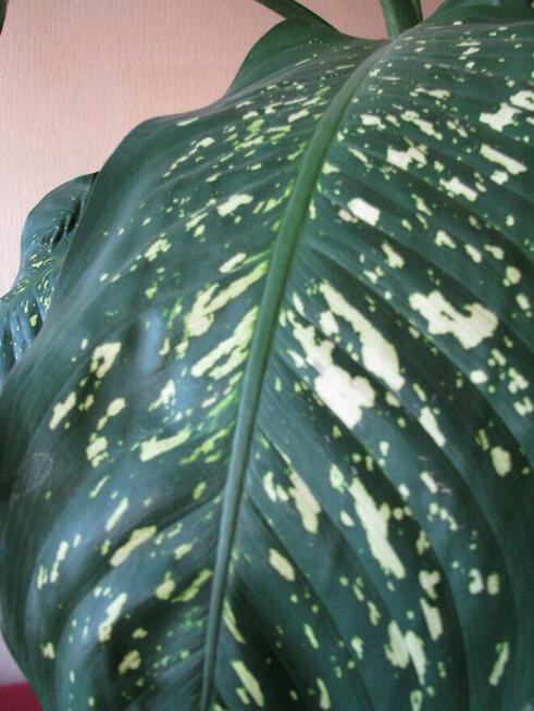 Difenbachia – piękny, duży, dekoracyjny kwiat doniczkowy