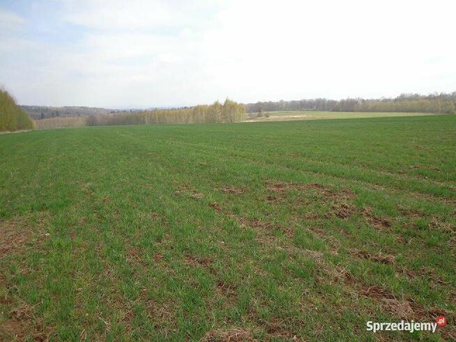 Sprzedam dużą działkę rolną w okolicach Lwówka Śląskiego
