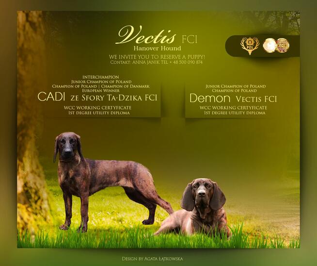 Posokowiec hanowerski zapowiedź miotu