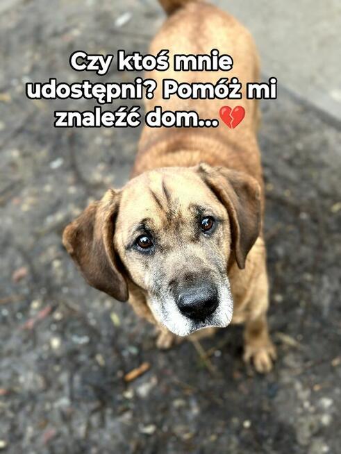Baron - wyjątkowy, lojalny pies szuka domu!