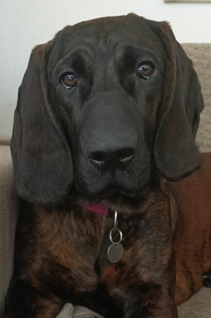 Posokowiec hanowerski zapowiedź miotu