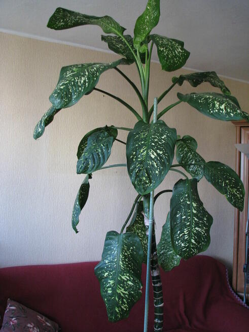 Difenbachia – piękny, duży, dekoracyjny kwiat doniczkowy