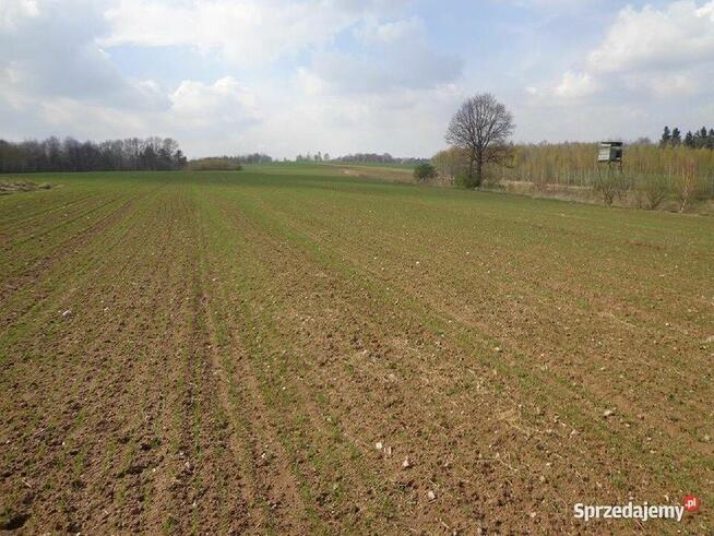 Sprzedam dużą działkę rolną w okolicach Lwówka Śląskiego