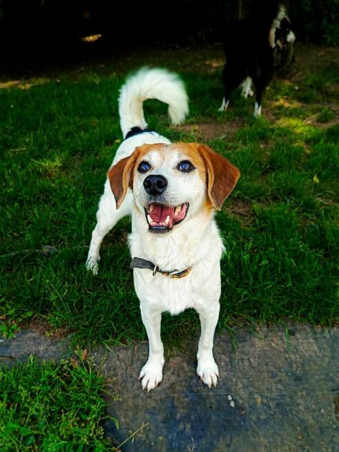 Przemiła sunia czeka na dom.