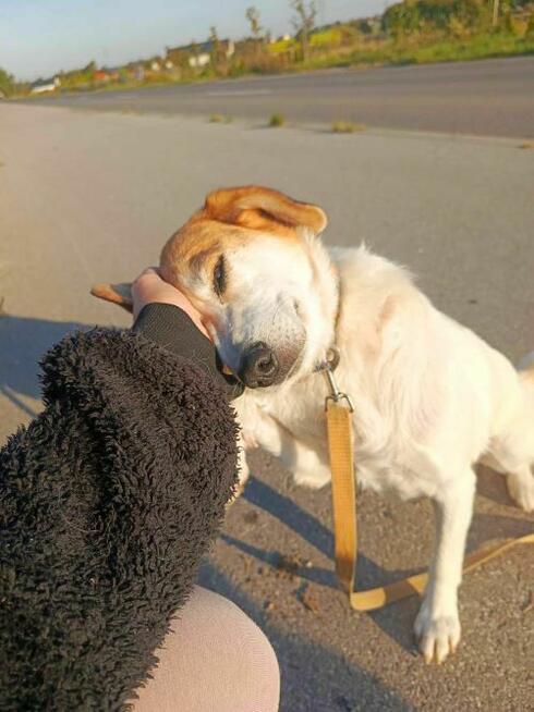 Przemiła sunia czeka na dom.