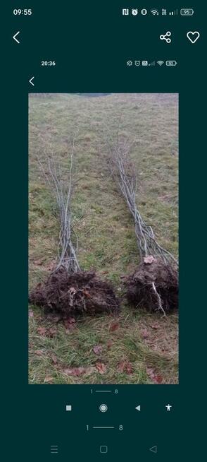 Grab sadzonki samosiejki ogrodzenie