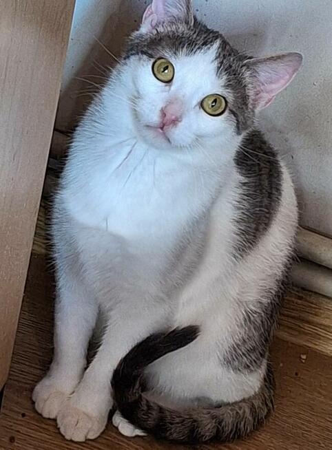 Kotek ZENEK czeka na dom