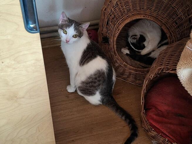 Kotek ZENEK czeka na dom