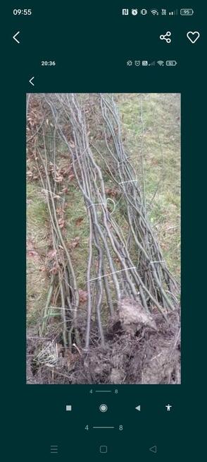 Grab sadzonki samosiejki ogrodzenie